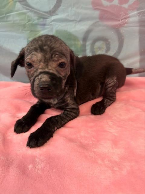 Enlarge Verna 26, a Adoptable mixed breed in Brookhaven, MS image 5/5