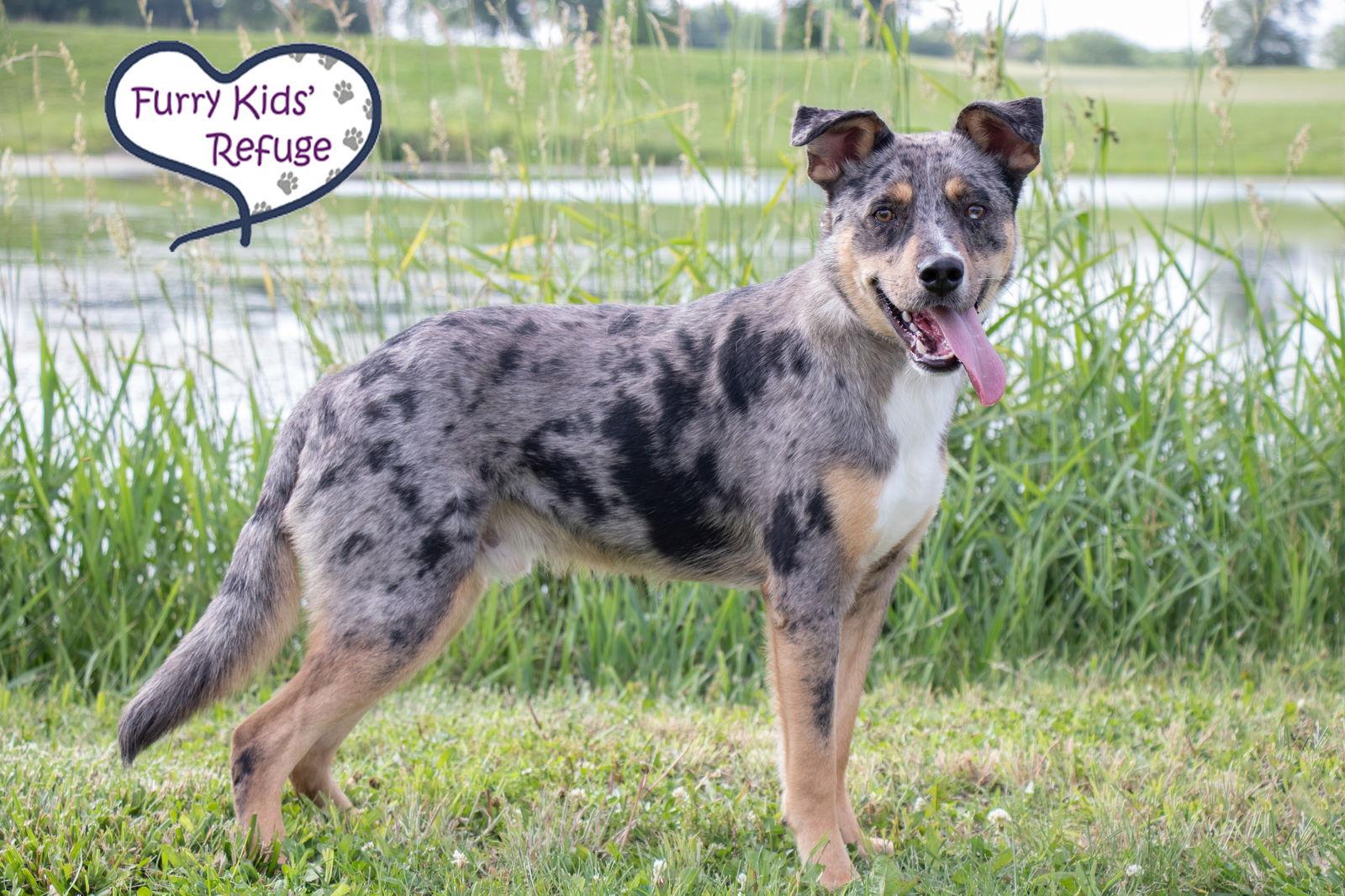 Enlarge Groucho, a Adoptable mixed breed in Lee's Summit, MO image 3/3