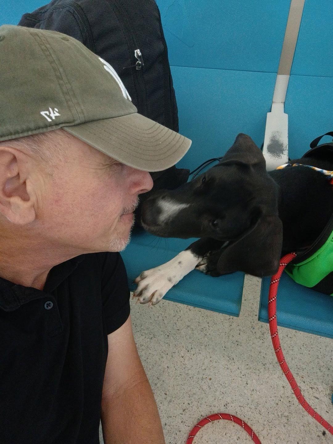 Enlarge Max, a Adoptable Labrador Retriever in Jenkintown, PA image 2/2