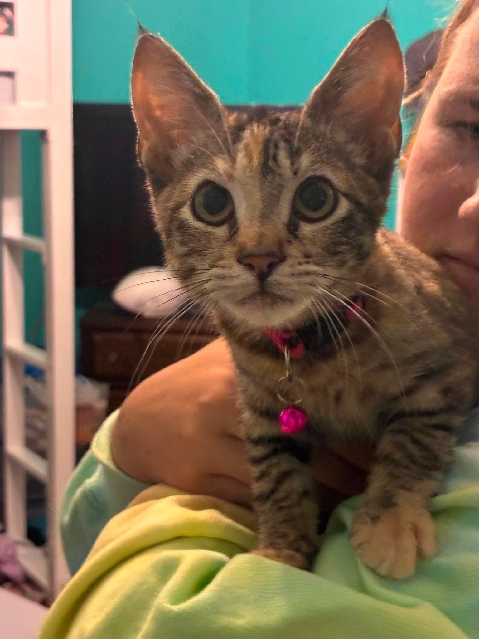 Enlarge Regina George, an adopted Domestic Short Hair in Rochester , NY image 5/6