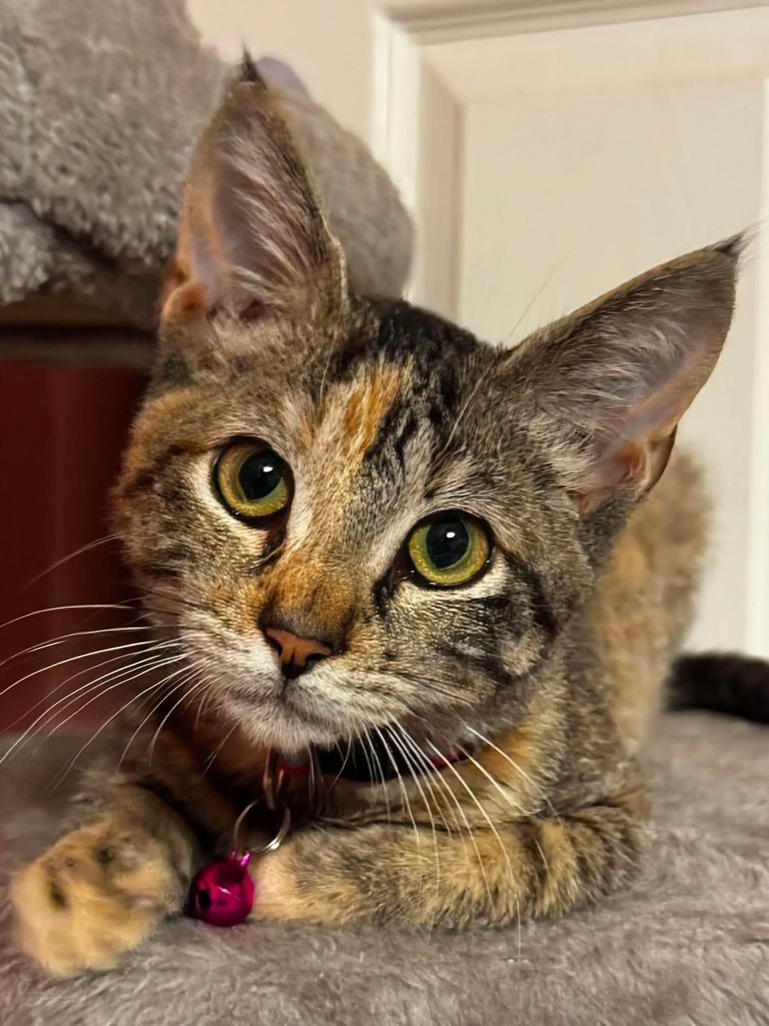 Enlarge Regina George, an adopted Domestic Short Hair in Rochester , NY image 2/6