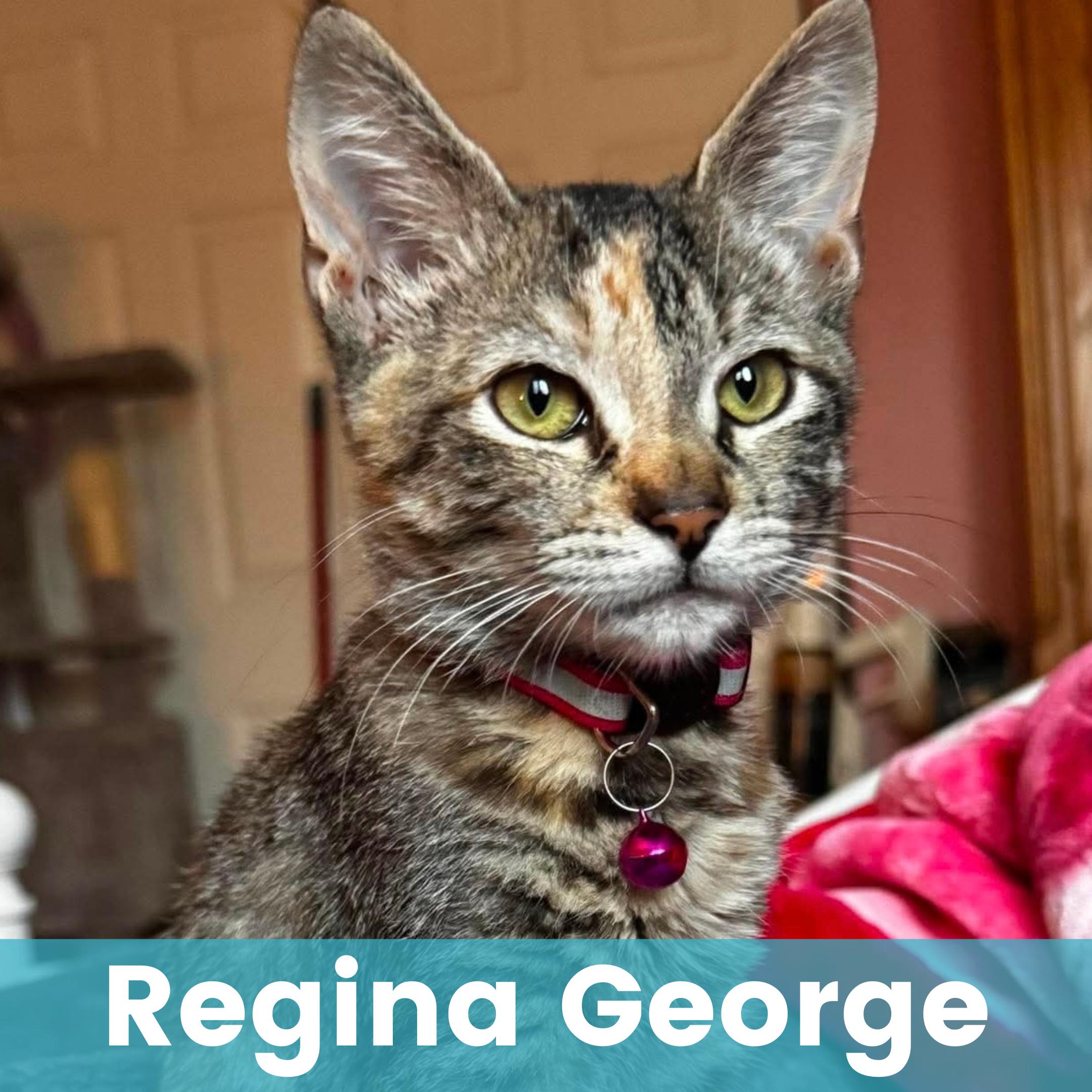 Regina George, adopted, Kitten Female Domestic Short Hair.