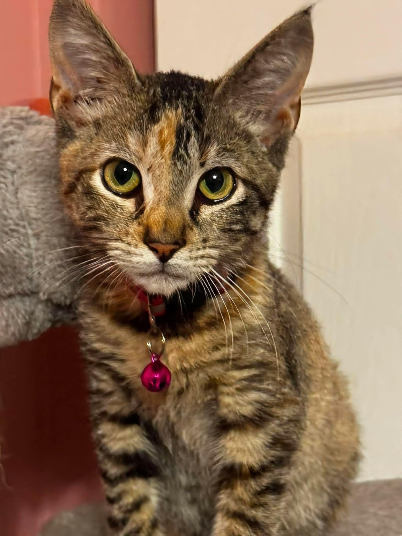 Enlarge Regina George, an adopted Domestic Short Hair in Rochester , NY image 4/6