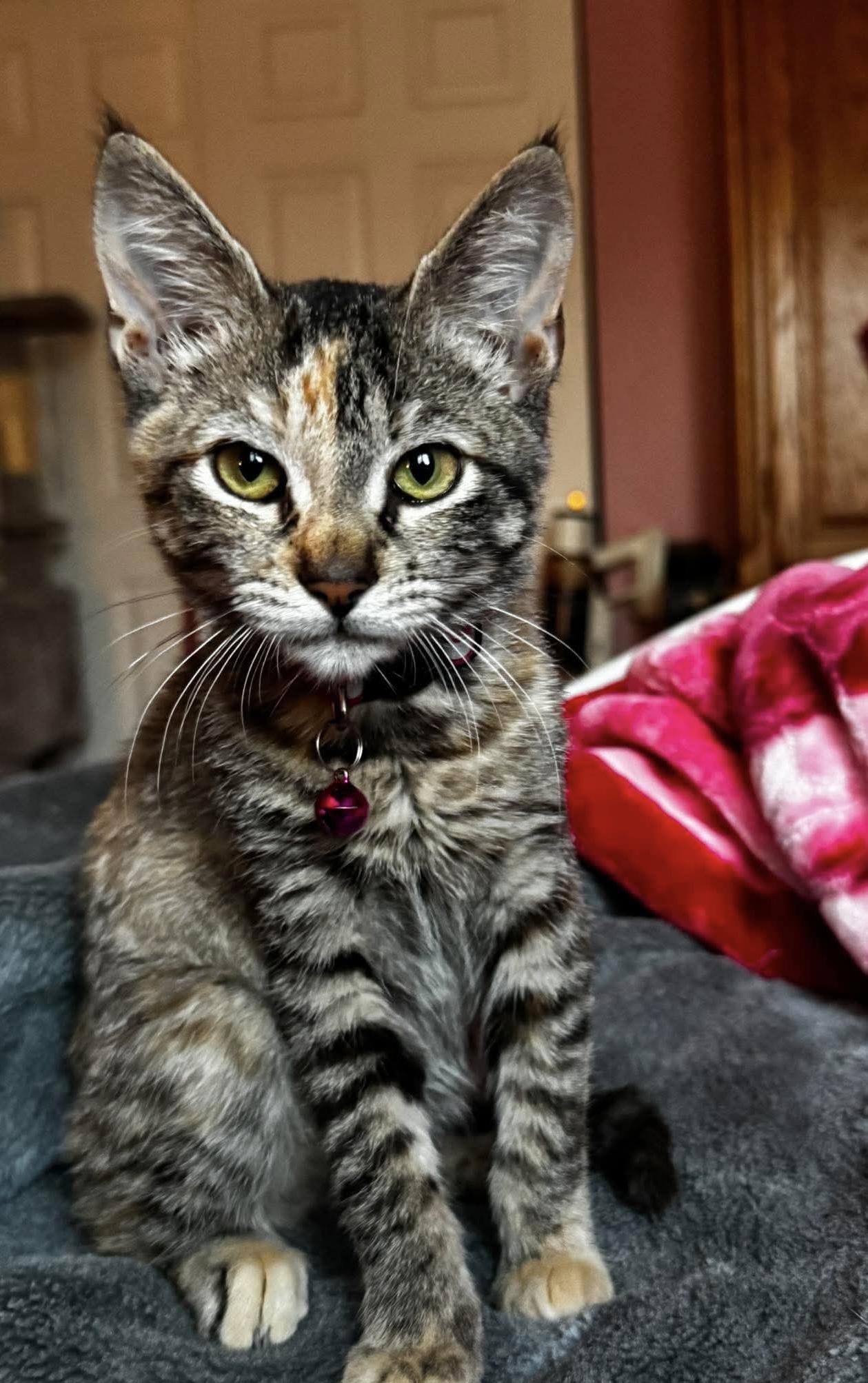 Enlarge Regina George, an adopted Domestic Short Hair in Rochester , NY image 3/6