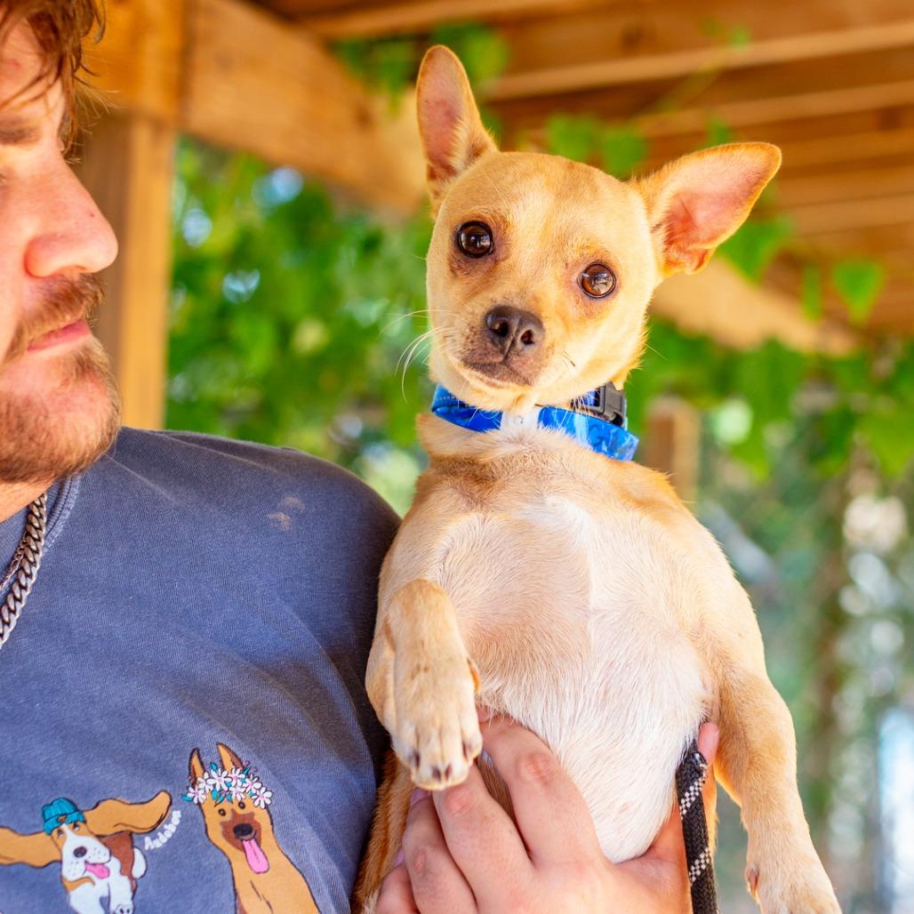 Gidget, Adoptable, Young Male Chihuahua & Terrier.