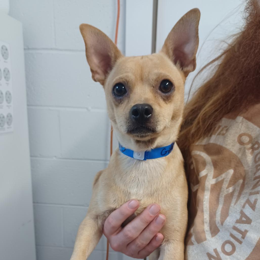 Enlarge Gidget, a Adoptable mixed breed in Hattiesburg, MS image 2/2