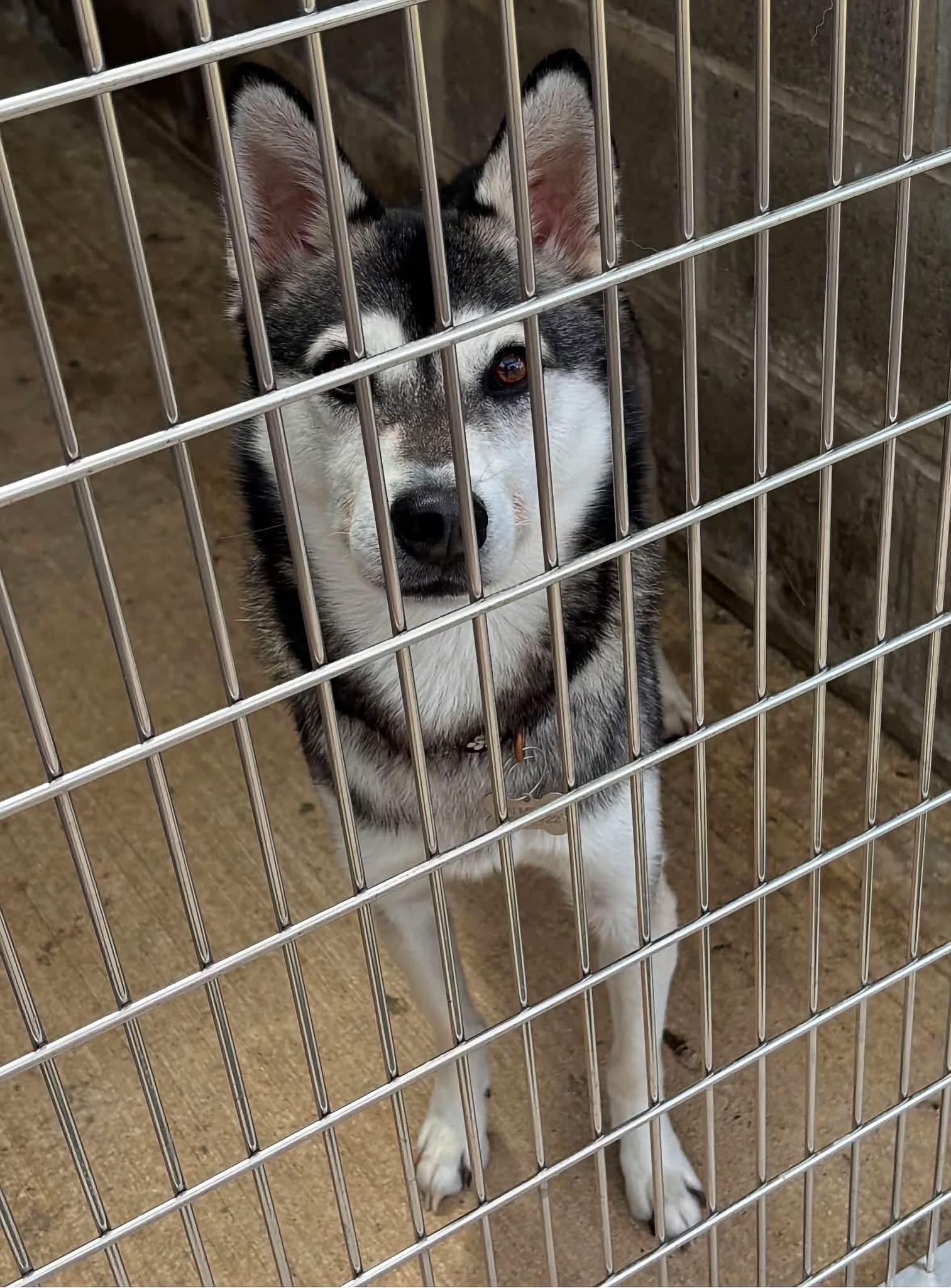 Kai, a ADOPTABLE Klee Kai in Tillamook, OR image 3/3