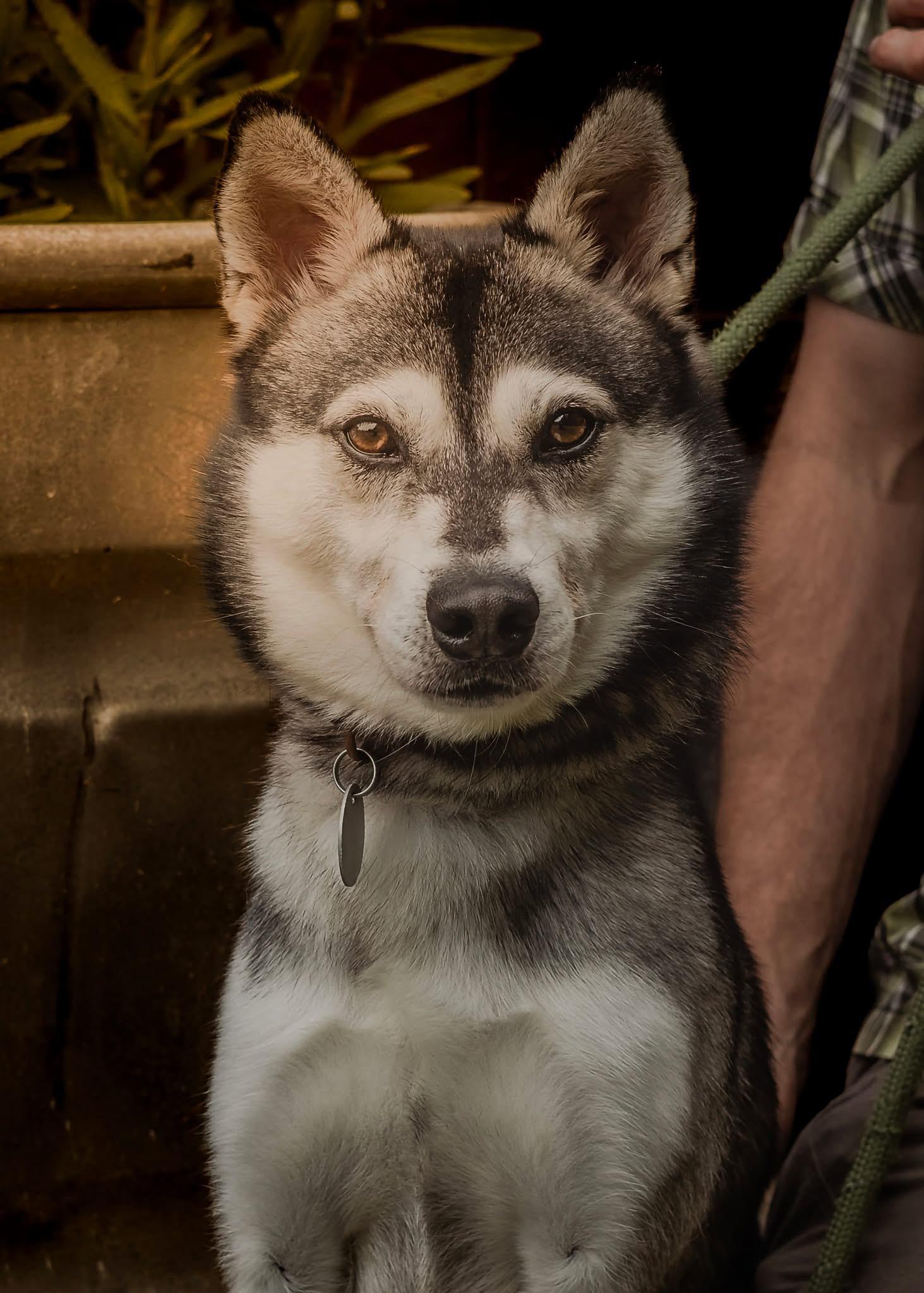 Kai, ADOPTABLE, Young Male Klee Kai.