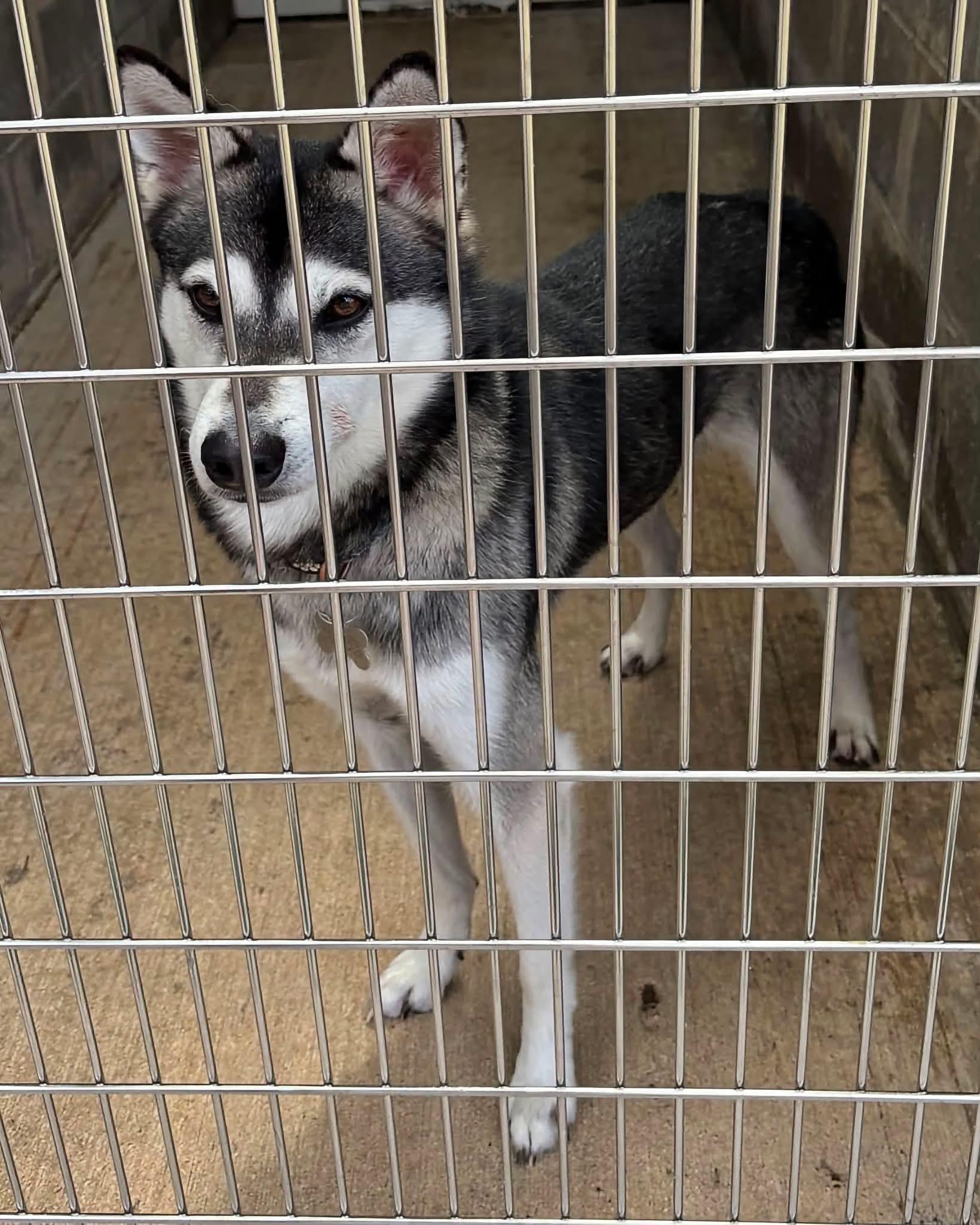 Kai, a ADOPTABLE Klee Kai in Tillamook, OR image 2/3