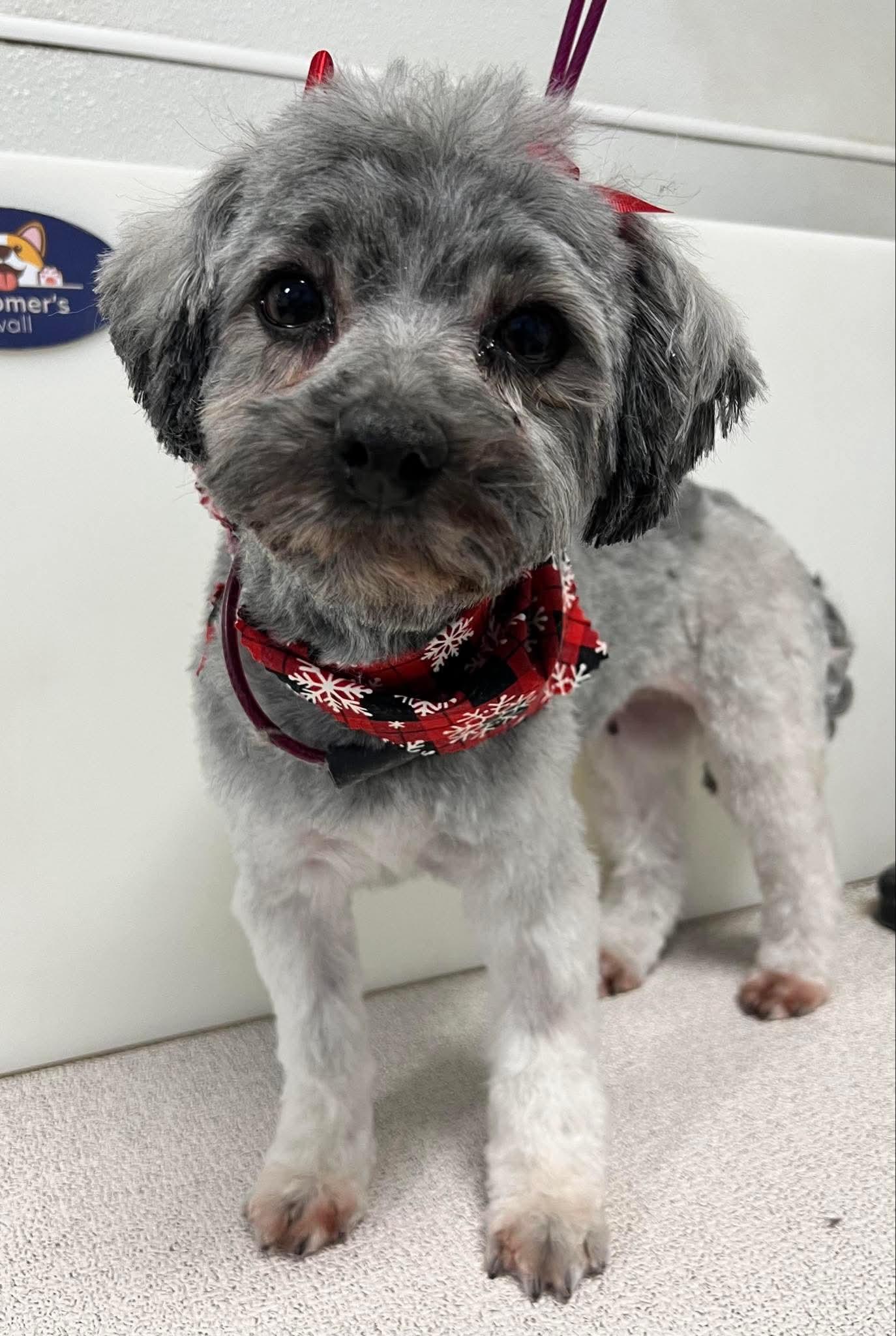 Maddie, Adoptable, Adult Female Havanese.
