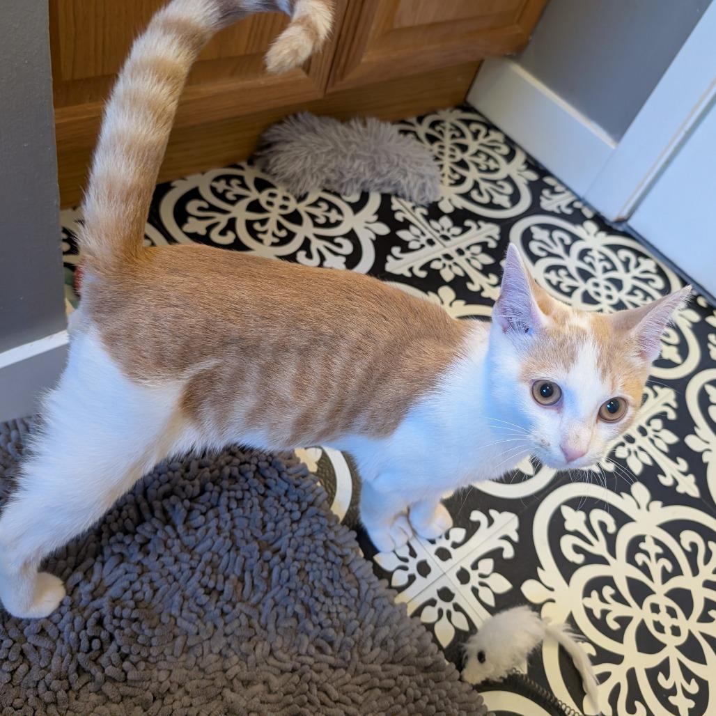 Hudson, Adoptable, Kitten Male Domestic Short Hair.