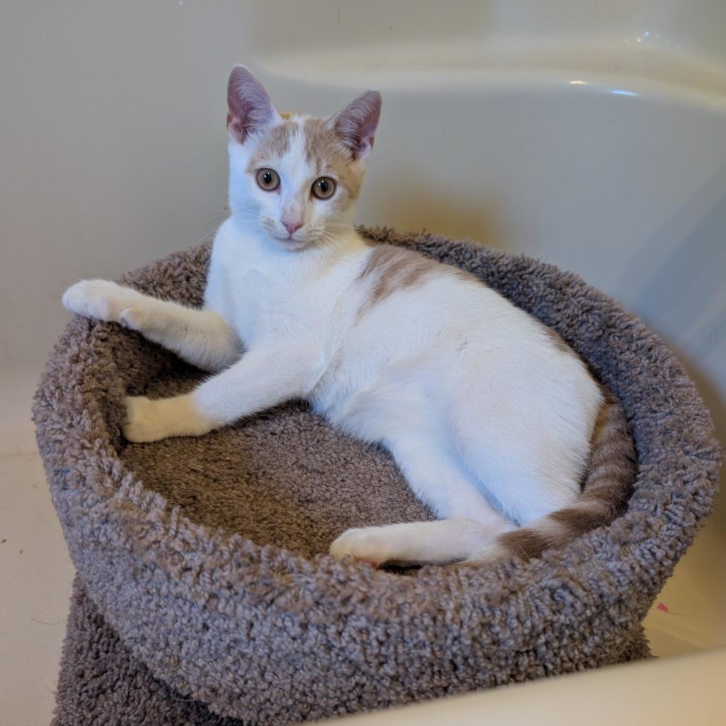 Enlarge Hudson, a Adoptable Domestic Short Hair in Saugerties, NY image 2/2