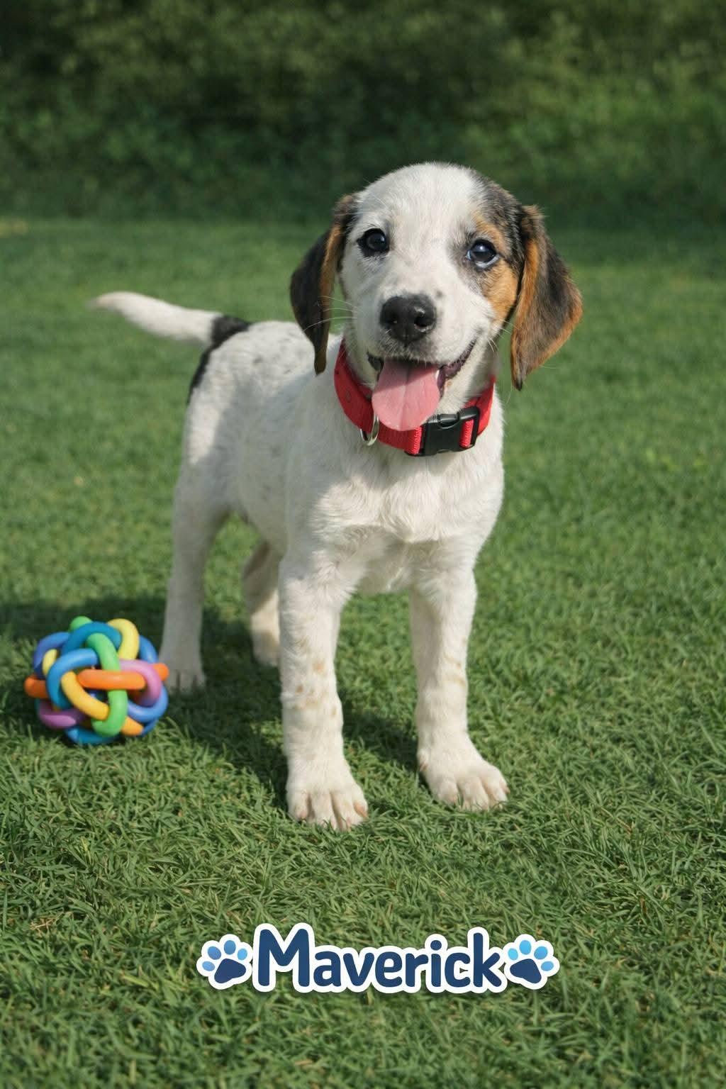 Maverick , adopted, Puppy Male Mixed Breed.