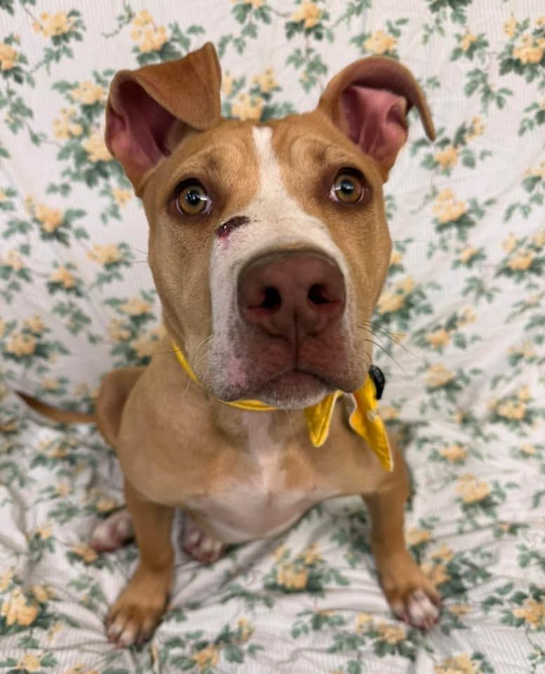 Luna, an adopted Pit Bull Terrier in Howes Cave, NY image 3/3