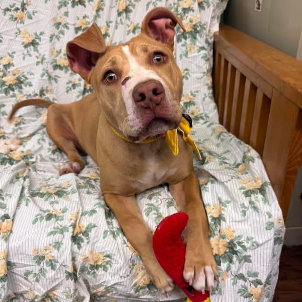Luna, an adopted Pit Bull Terrier in Howes Cave, NY image 2/3