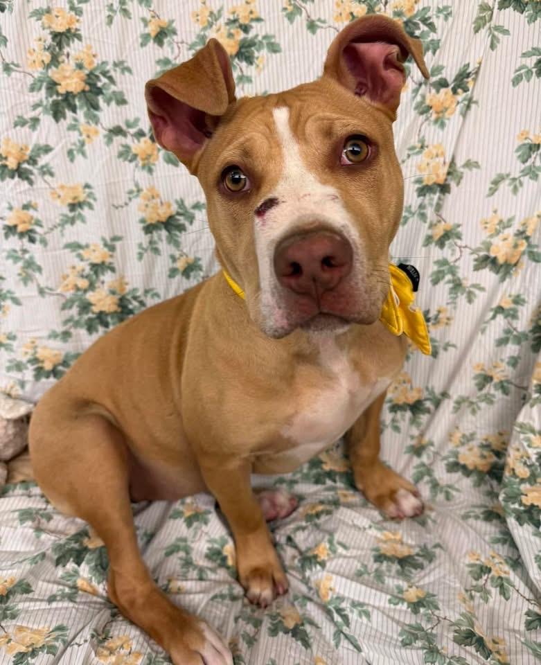 Luna, an adopted Pit Bull Terrier in Howes Cave, NY image 1/3