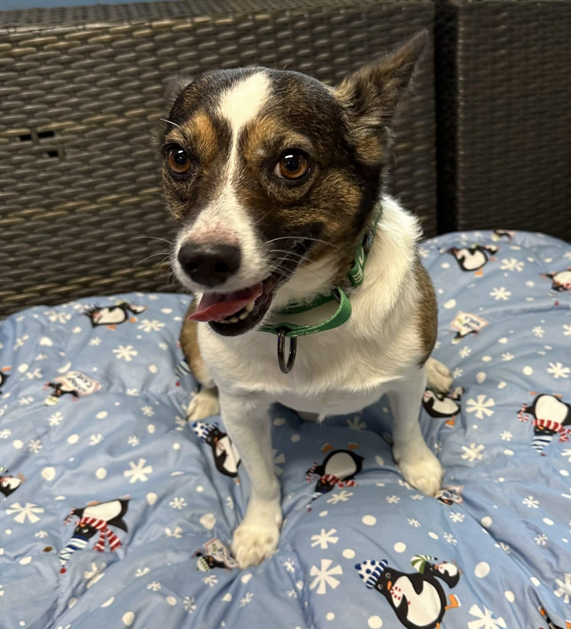 Enlarge Kringle, a ADOPTABLE mixed breed in Sunderland, MD image 2/3