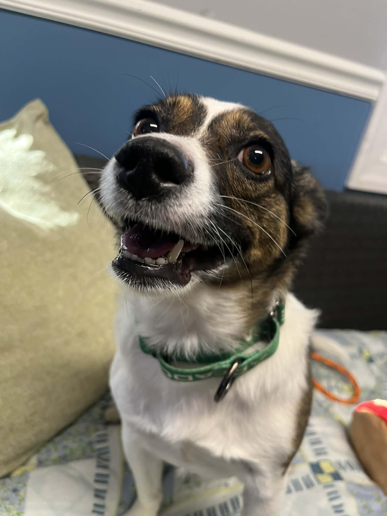 Enlarge Kringle, a ADOPTABLE mixed breed in Sunderland, MD image 3/3