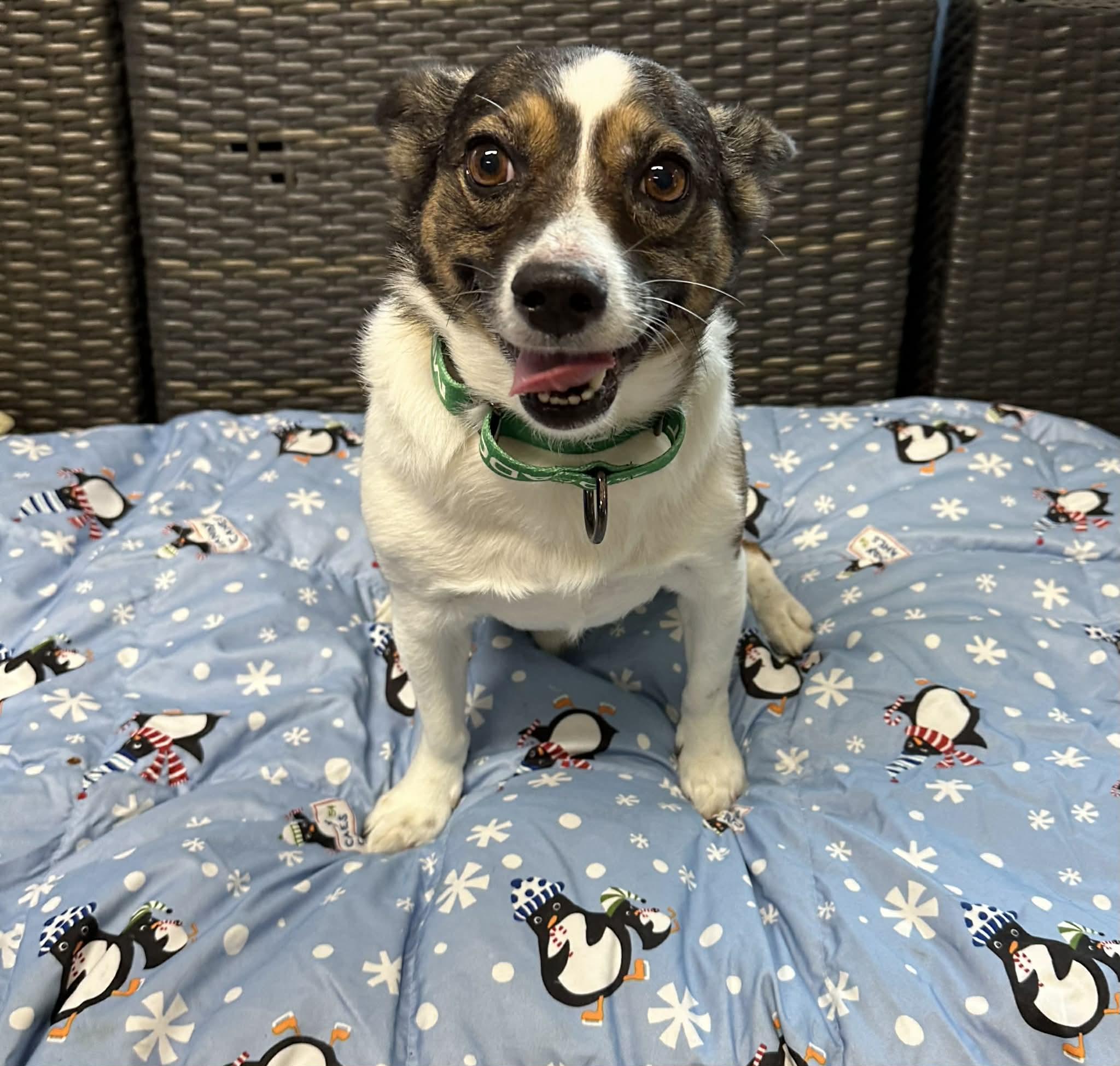 Kringle, ADOPTABLE, Adult Male Jack Russell Terrier & Rat Terrier.