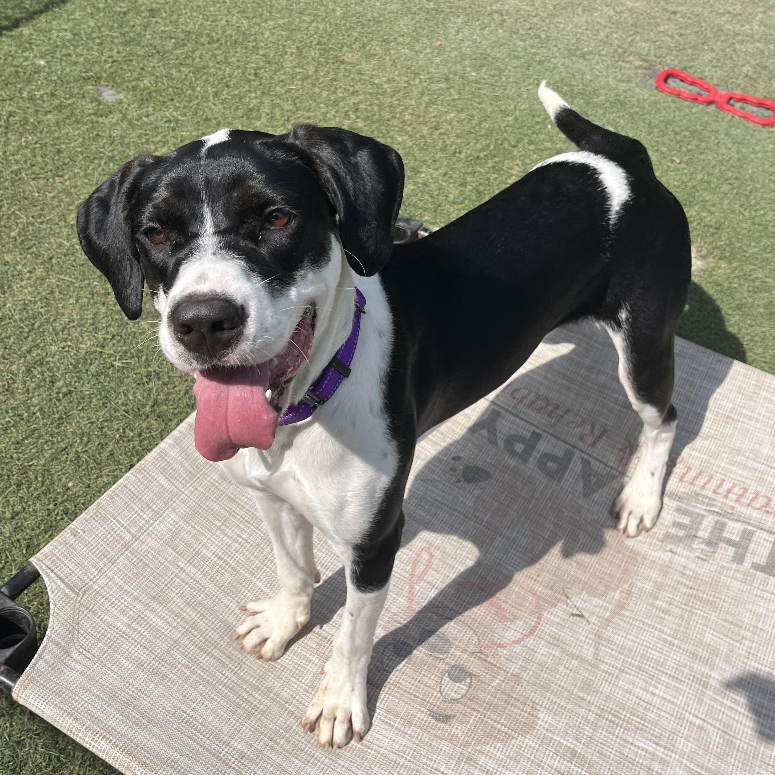 Bella, a Adoptable mixed breed in Sudbury, MA image 1/5