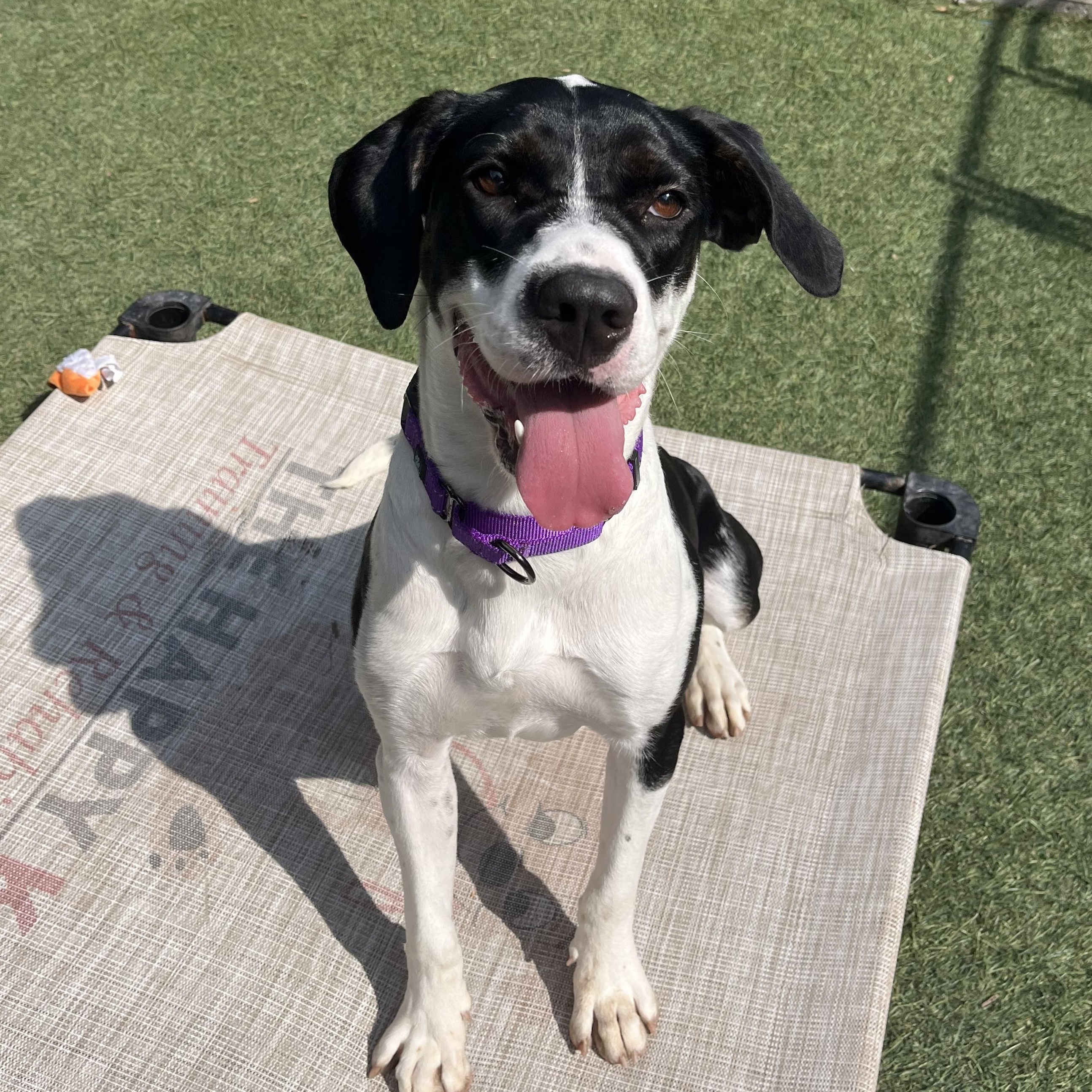 Bella, Adoptable, Young Female Great Dane.