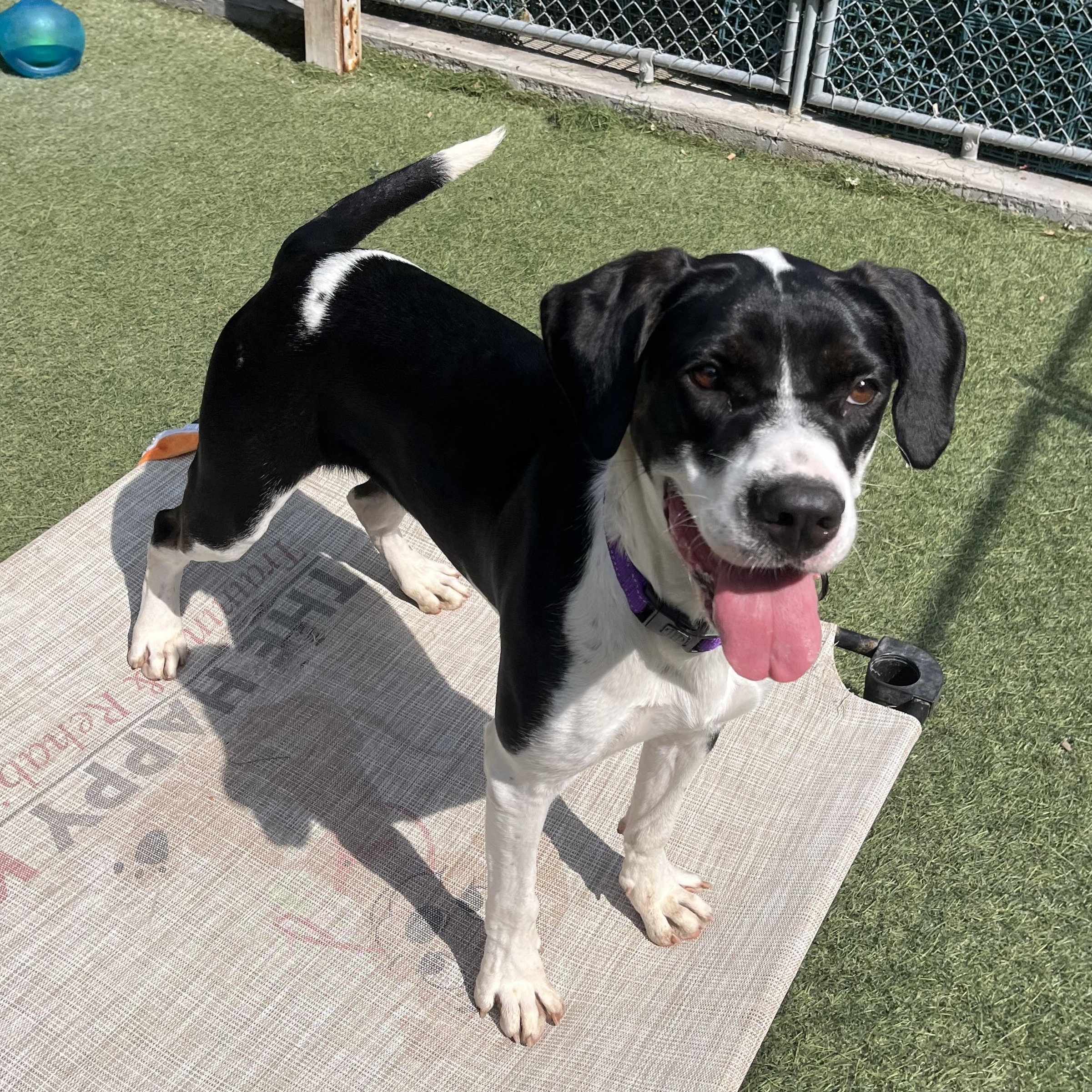 Bella, a Adoptable mixed breed in Sudbury, MA image 3/5