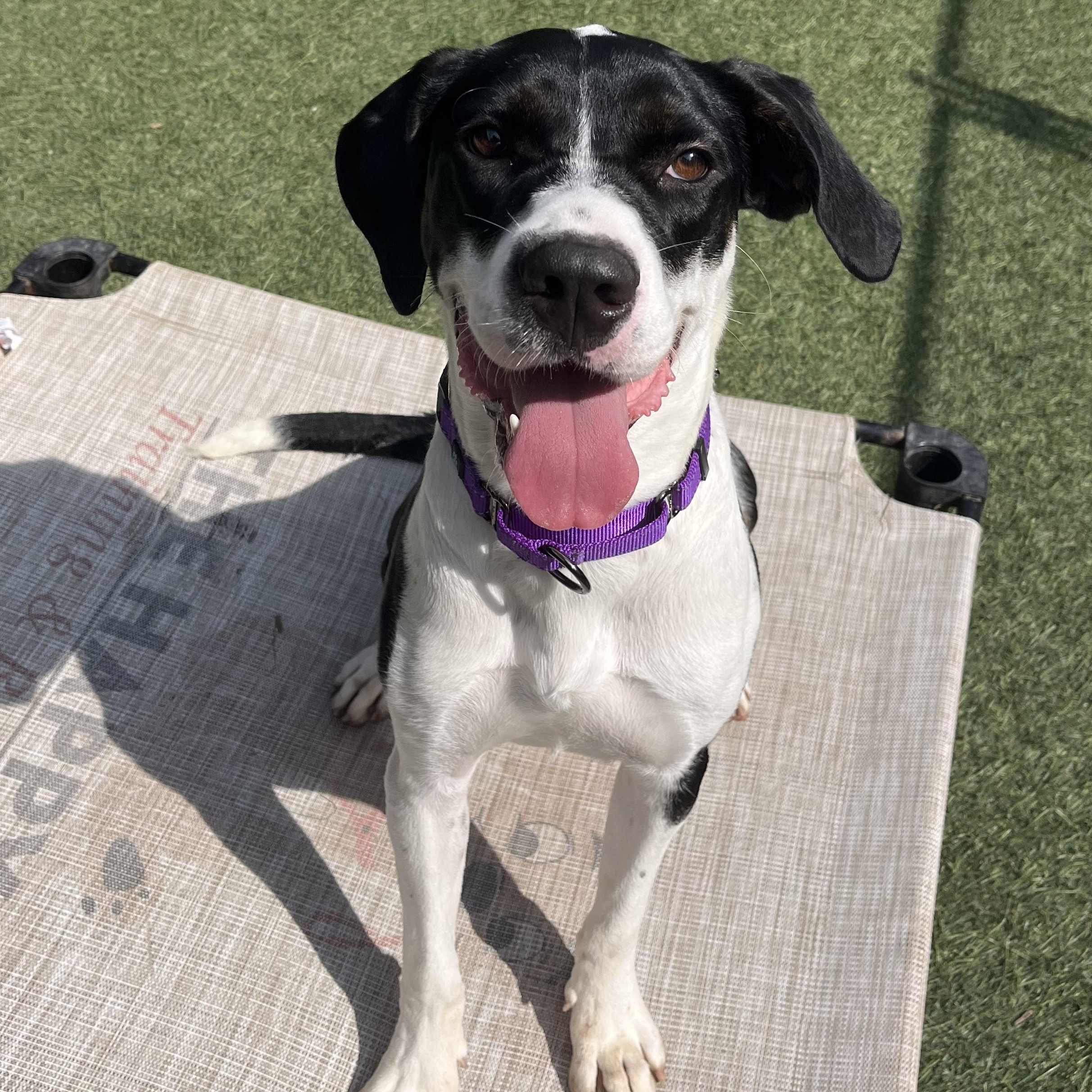 Bella, Adoptable, Young Female Great Dane.
