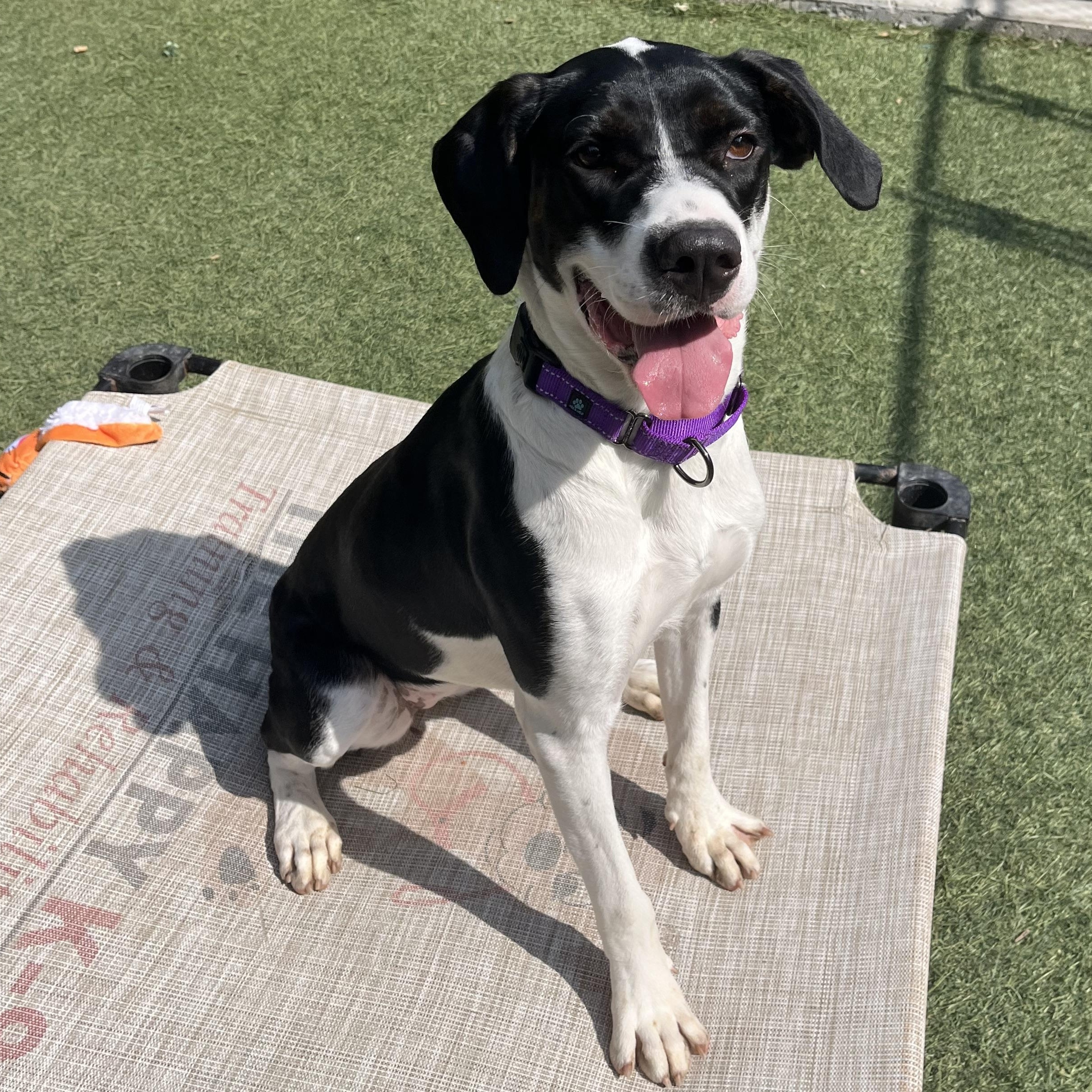 Bella, a Adoptable mixed breed in Sudbury, MA image 5/5