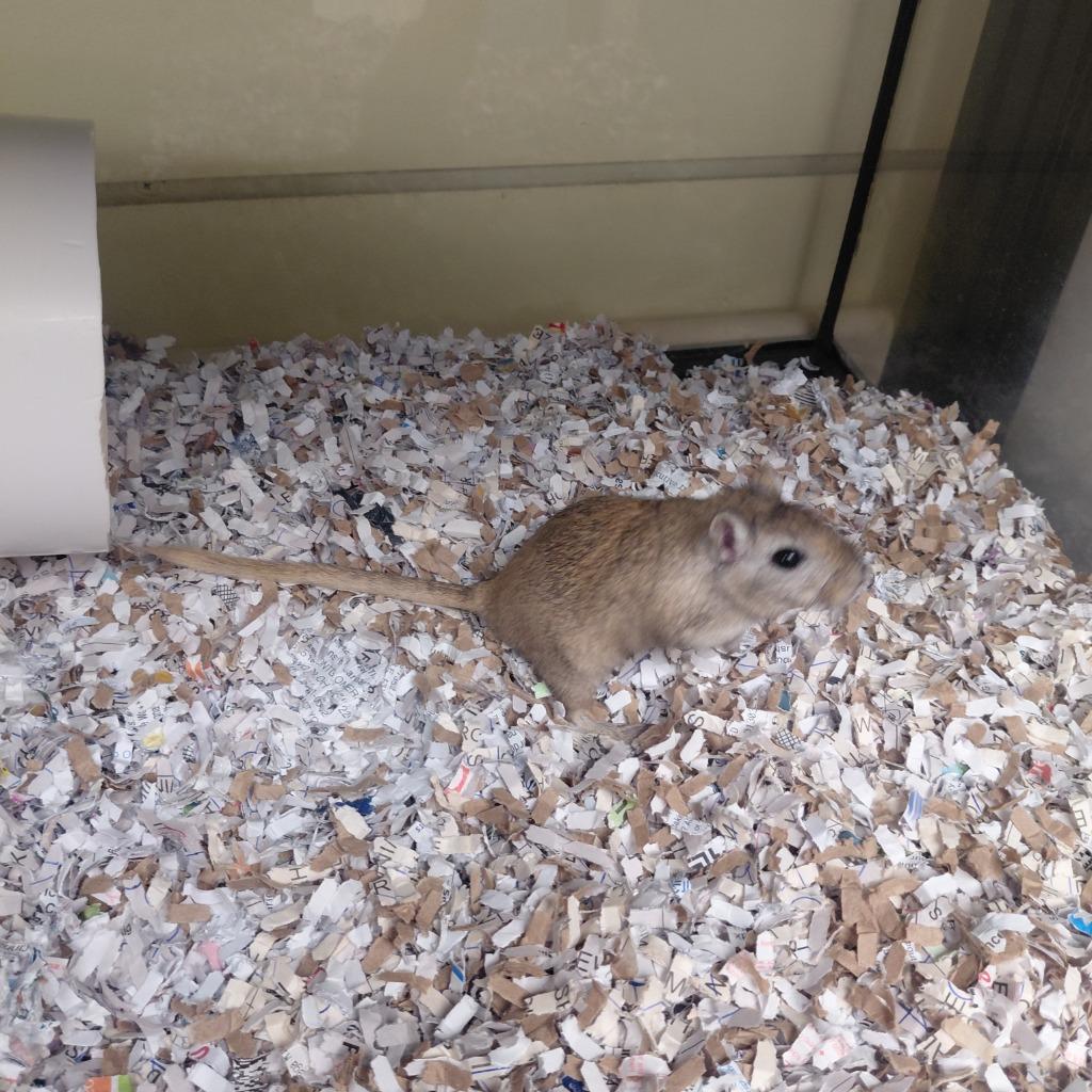 Charlie, Adoptable, Young Male Gerbil.