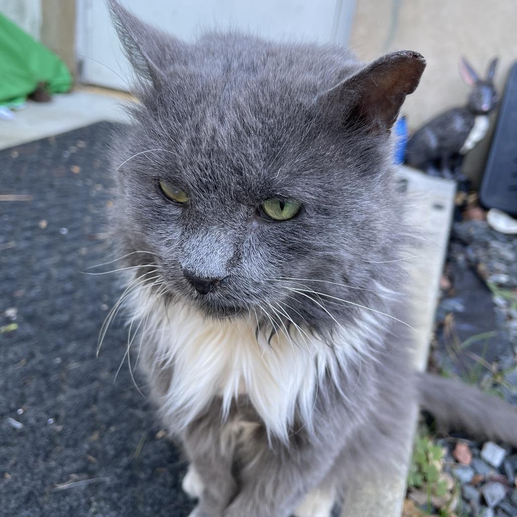 Scruffy, a Adoptable Domestic Long Hair in Lynchburg, VA image 1/4