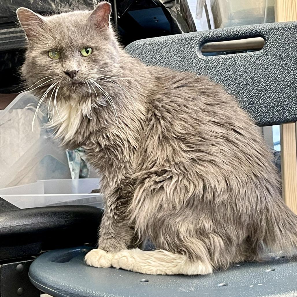 Scruffy, a Adoptable Domestic Long Hair in Lynchburg, VA image 2/4