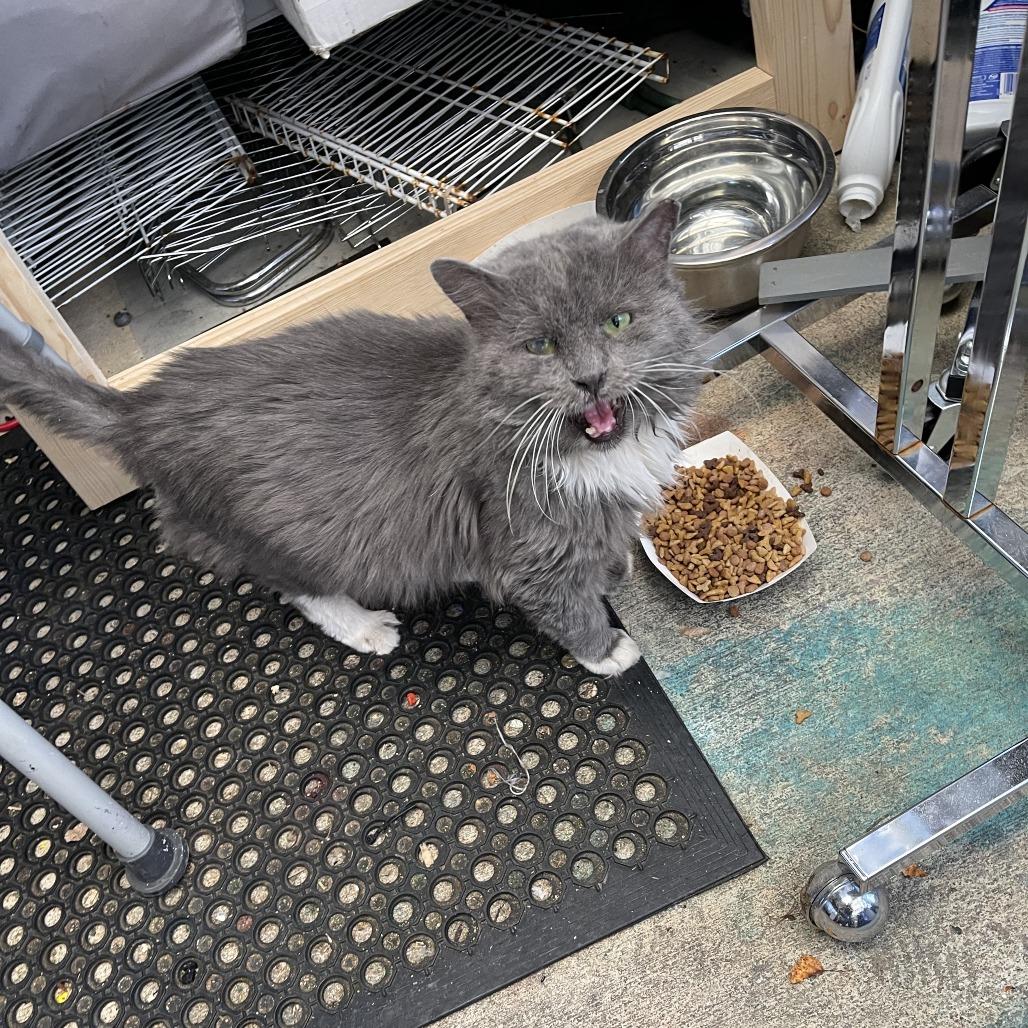 Scruffy, a Adoptable Domestic Long Hair in Lynchburg, VA image 3/4