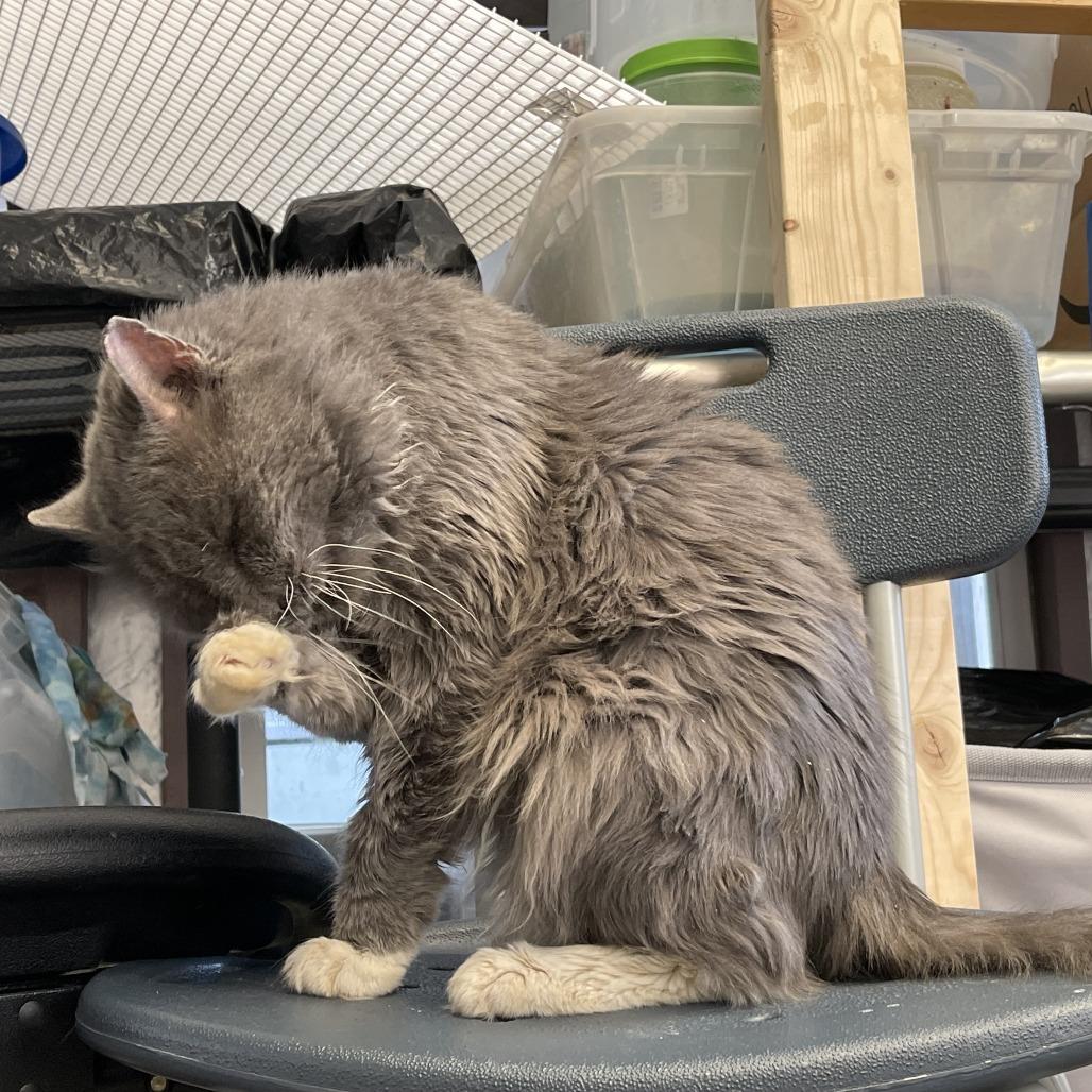 Scruffy, a Adoptable Domestic Long Hair in Lynchburg, VA image 4/4