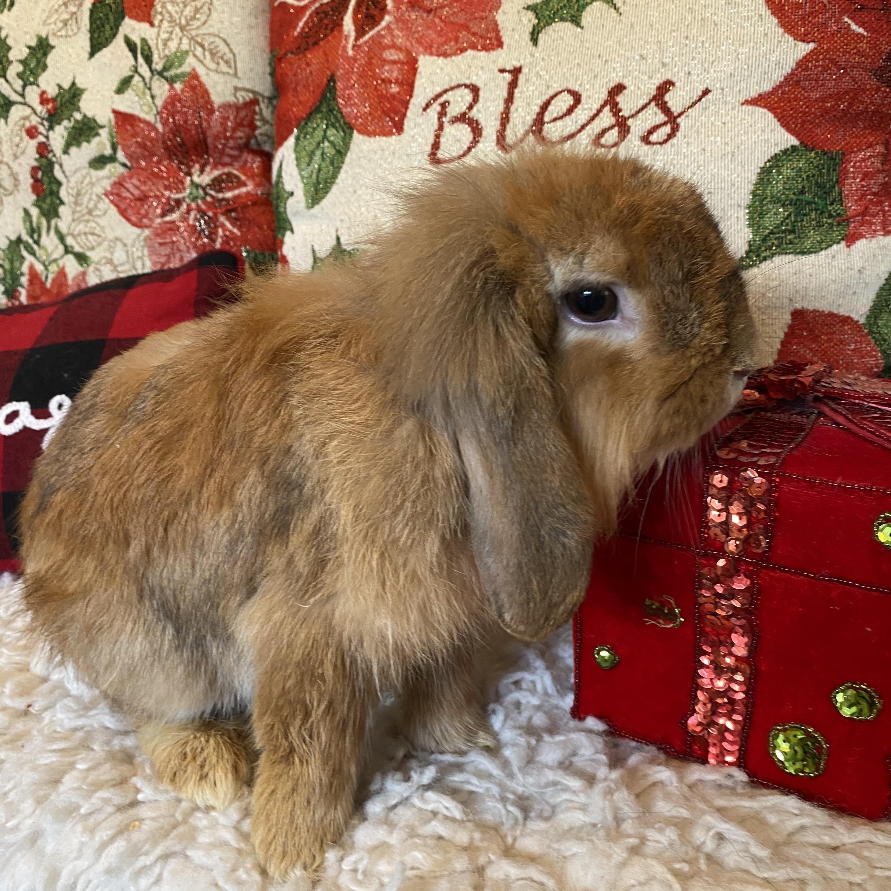 Enlarge Benny, a ADOPTABLE Holland Lop in San Antonio, TX image 3/4