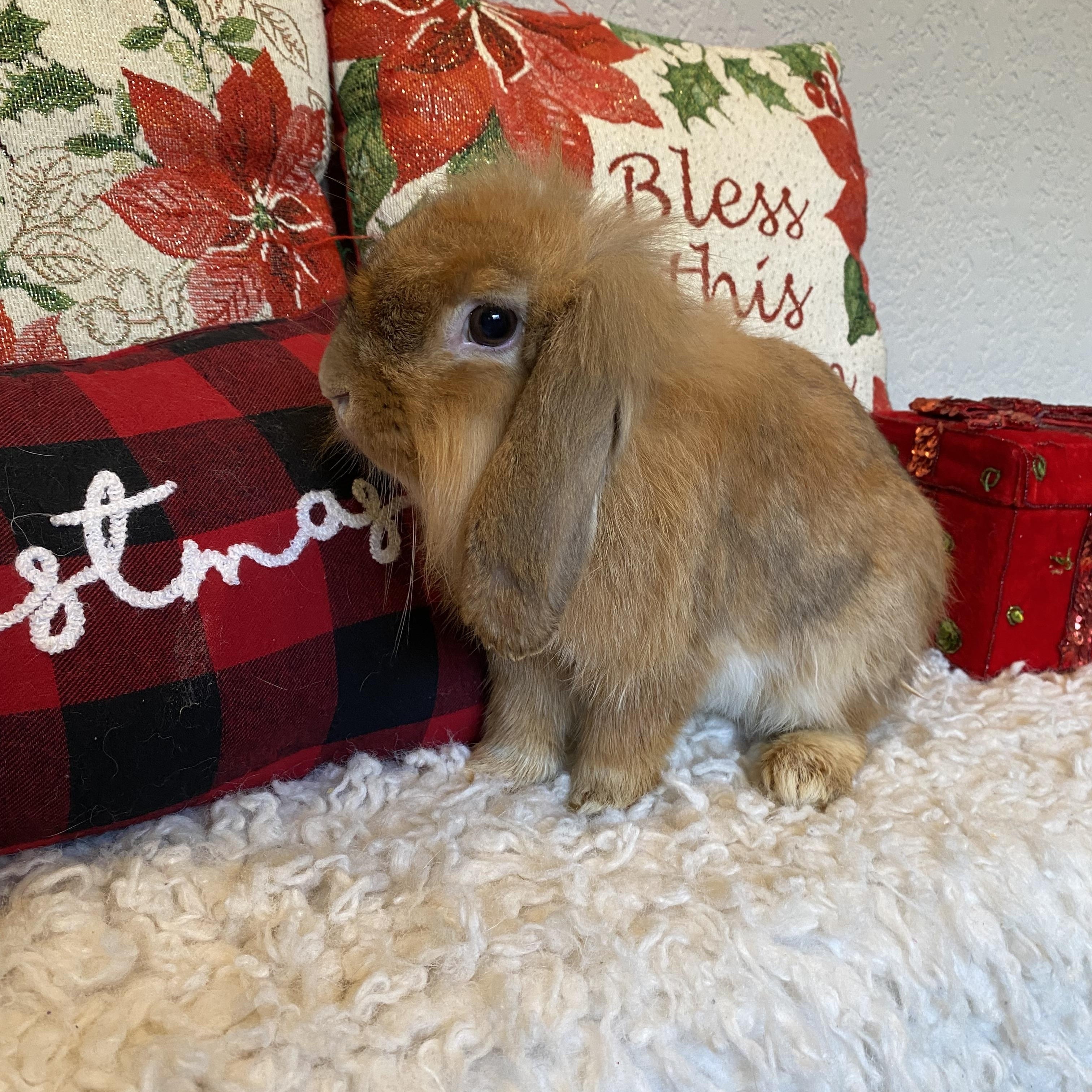 Enlarge Benny, a ADOPTABLE Holland Lop in San Antonio, TX image 2/4