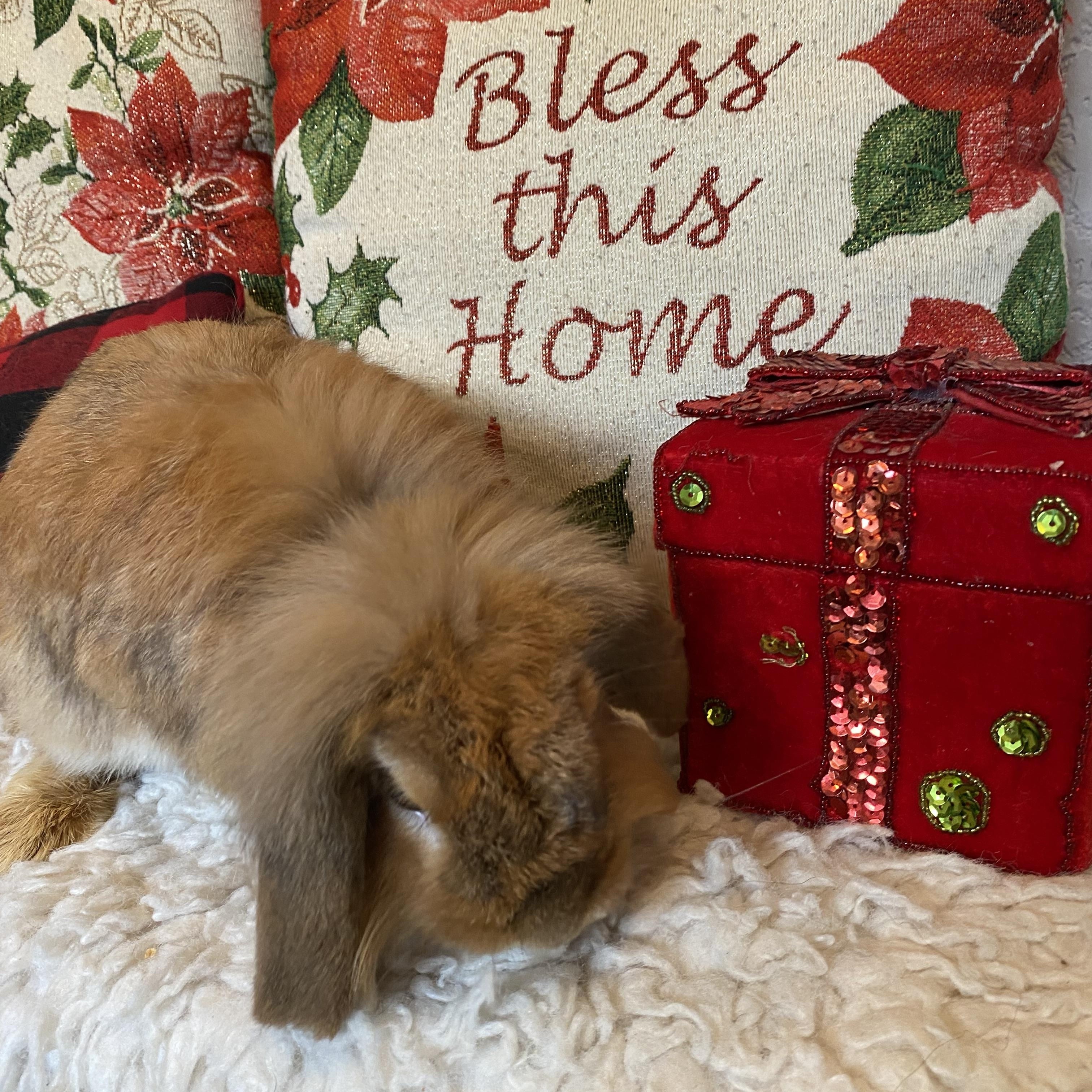 Enlarge Benny, a ADOPTABLE Holland Lop in San Antonio, TX image 1/4
