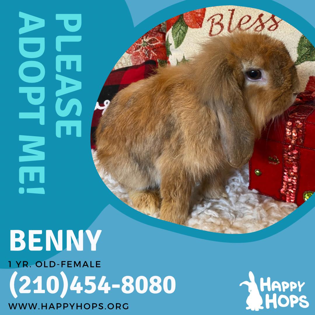 Enlarge Benny, a ADOPTABLE Holland Lop in San Antonio, TX image 4/4