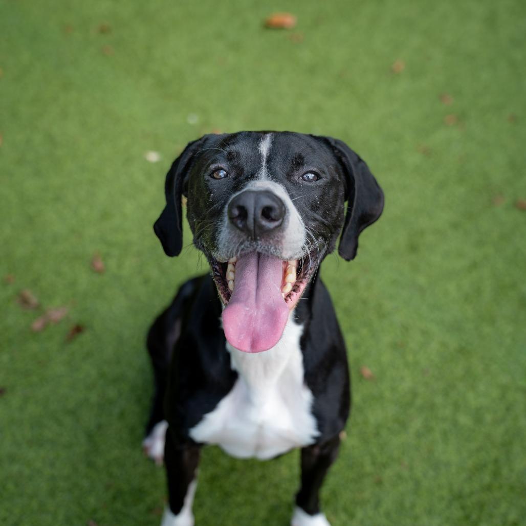 Enlarge Duke, a Adoptable mixed breed in Gainesville, GA image 1/6