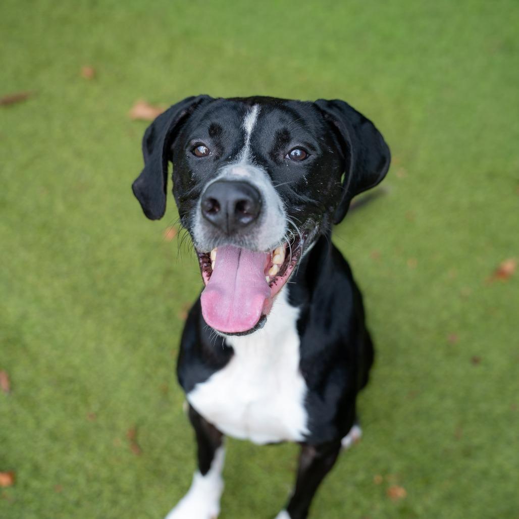 Enlarge Duke, a Adoptable mixed breed in Gainesville, GA image 2/6