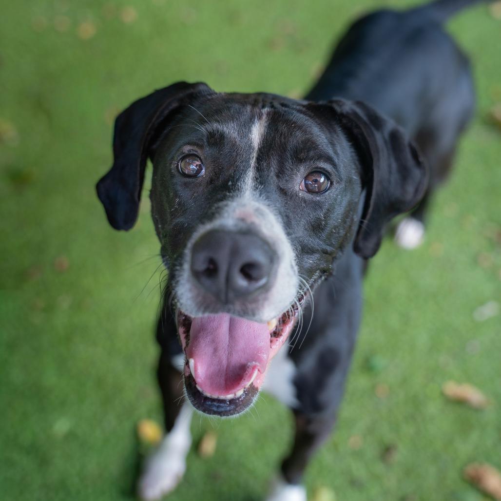 Enlarge Duke, a Adoptable mixed breed in Gainesville, GA image 3/6
