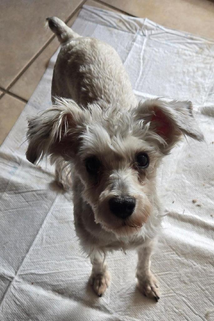 Crystal, Adoptable, Adult Female Schnauzer.
