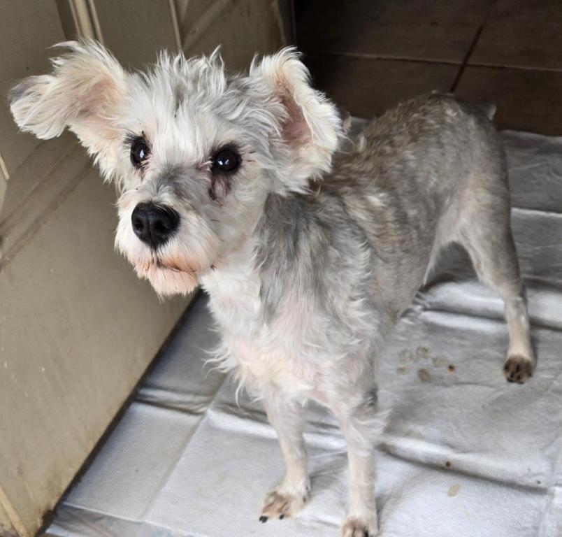 Enlarge Crystal, a Adoptable Schnauzer in San Antonio, TX image 2/3