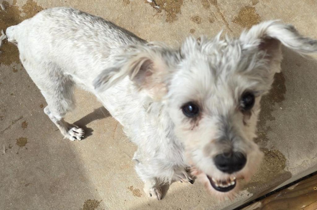 Enlarge Crystal, a Adoptable Schnauzer in San Antonio, TX image 3/3