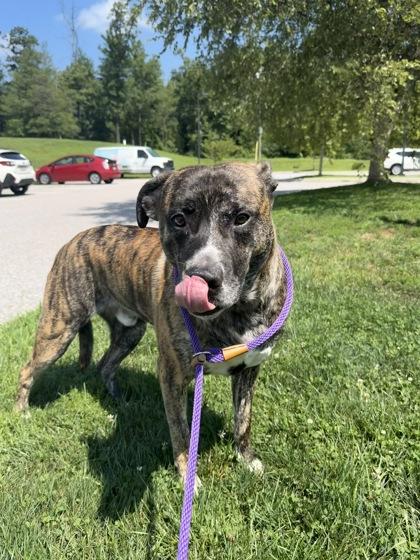 Chevy, Adoptable, Adult Male Mixed Breed & Mixed Breed.