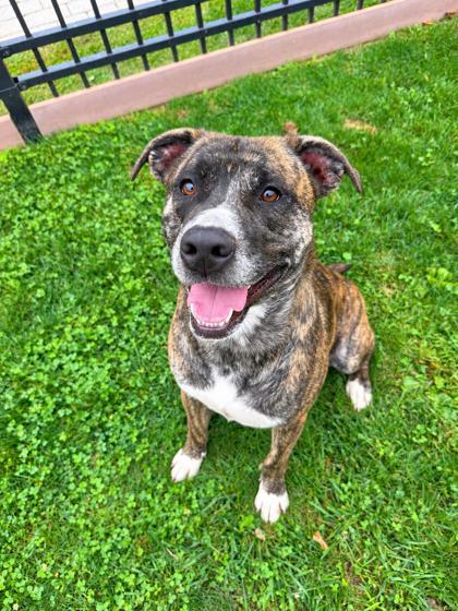 Enlarge Chevy, a Adoptable mixed breed in Fallston, MD image 2/3