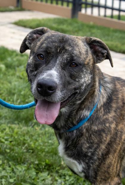 Enlarge Chevy, a Adoptable mixed breed in Fallston, MD image 3/3