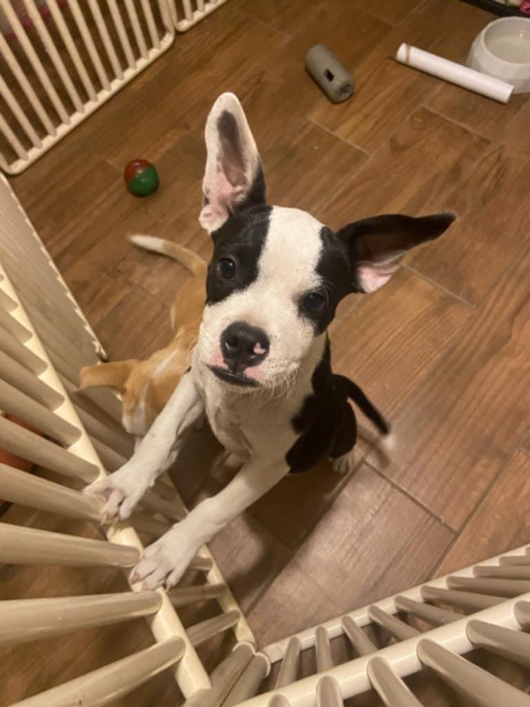 Dog for adoption Kirby, a Boston Terrier Mix in Elkton, MD Petfinder