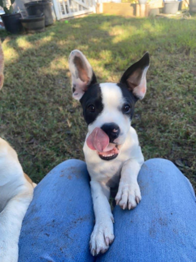 Dog for adoption Kirby, a Boston Terrier Mix in Elkton, MD Petfinder