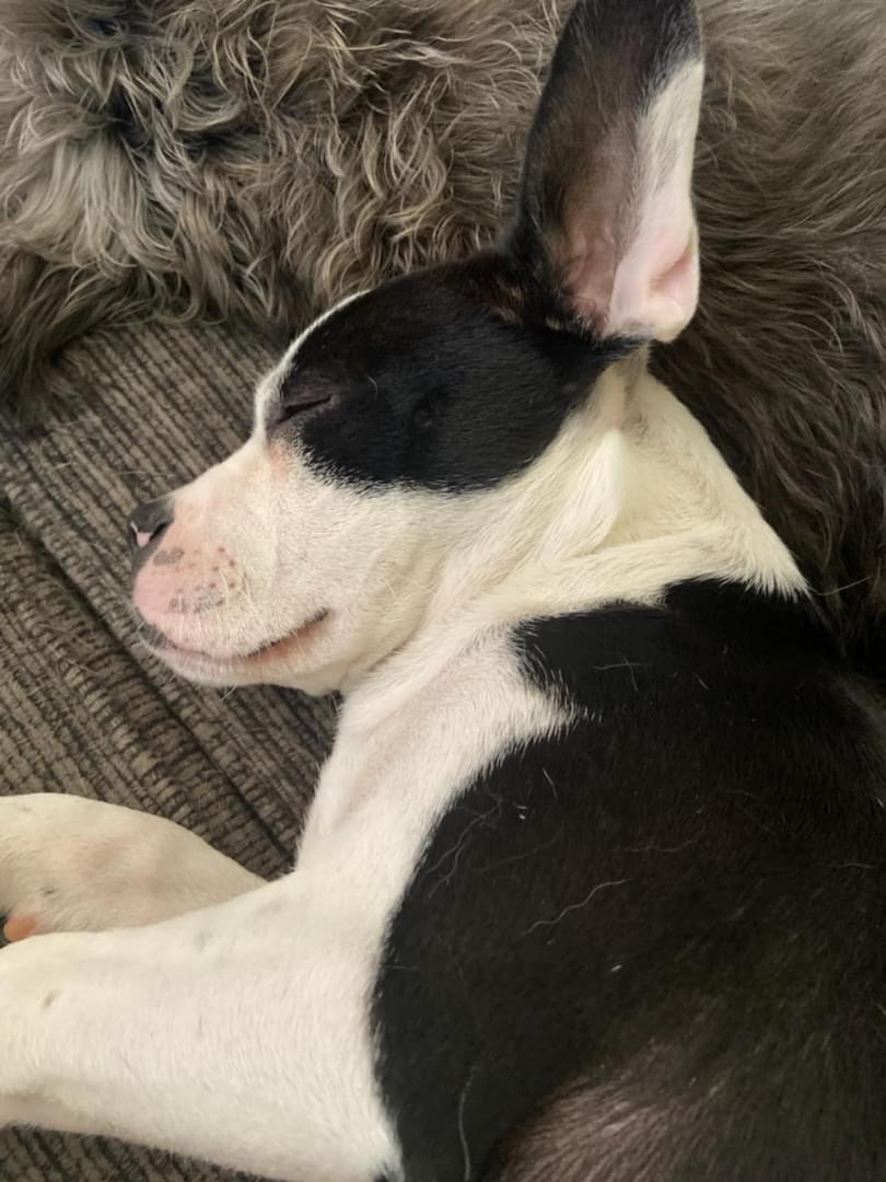 Dog for adoption Kirby, a Boston Terrier Mix in Elkton, MD Petfinder