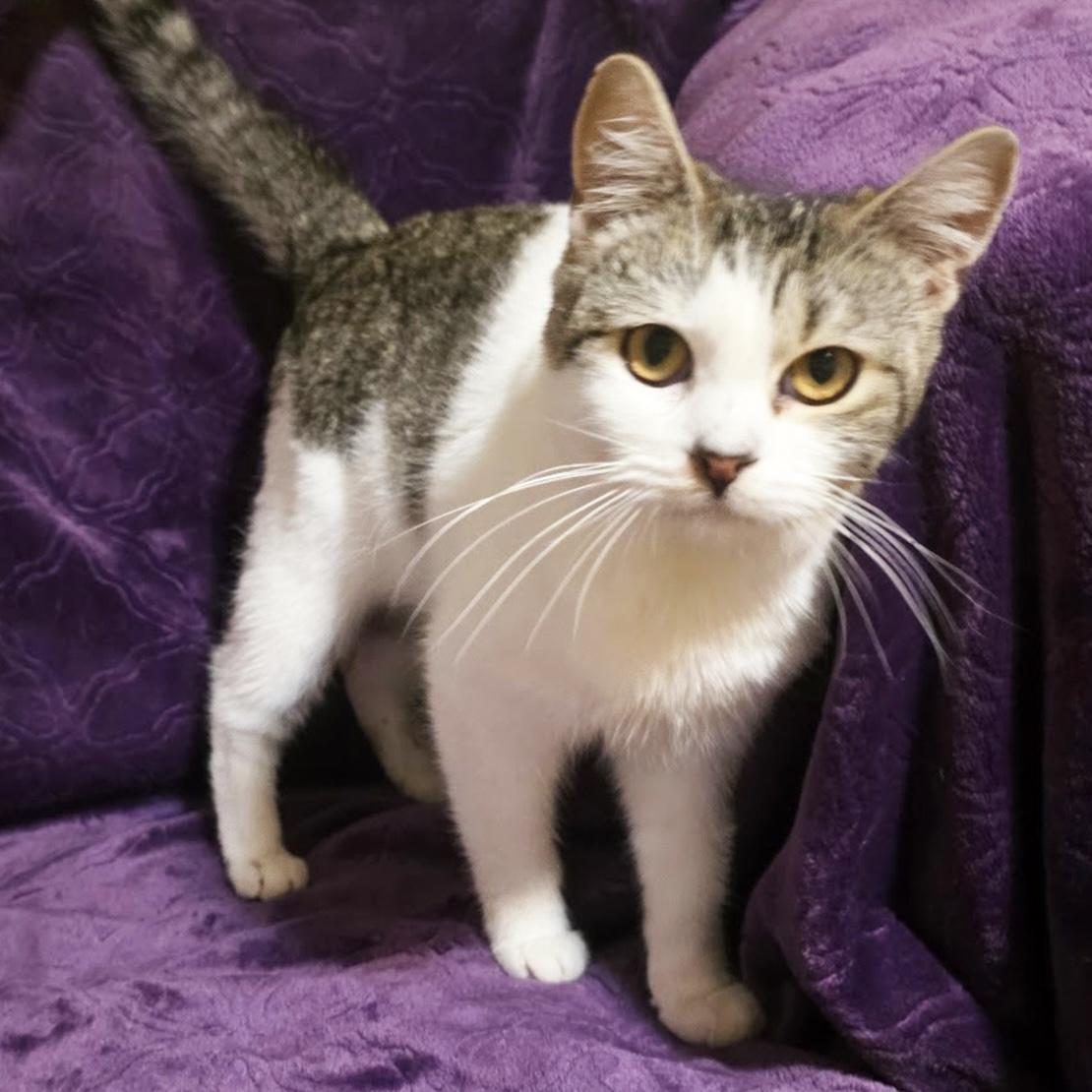 Cashew, ADOPTABLE, Young Male Domestic Short Hair.